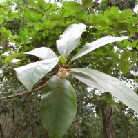 Litsea quinqueflora (Dennst.) C.R.Suresh